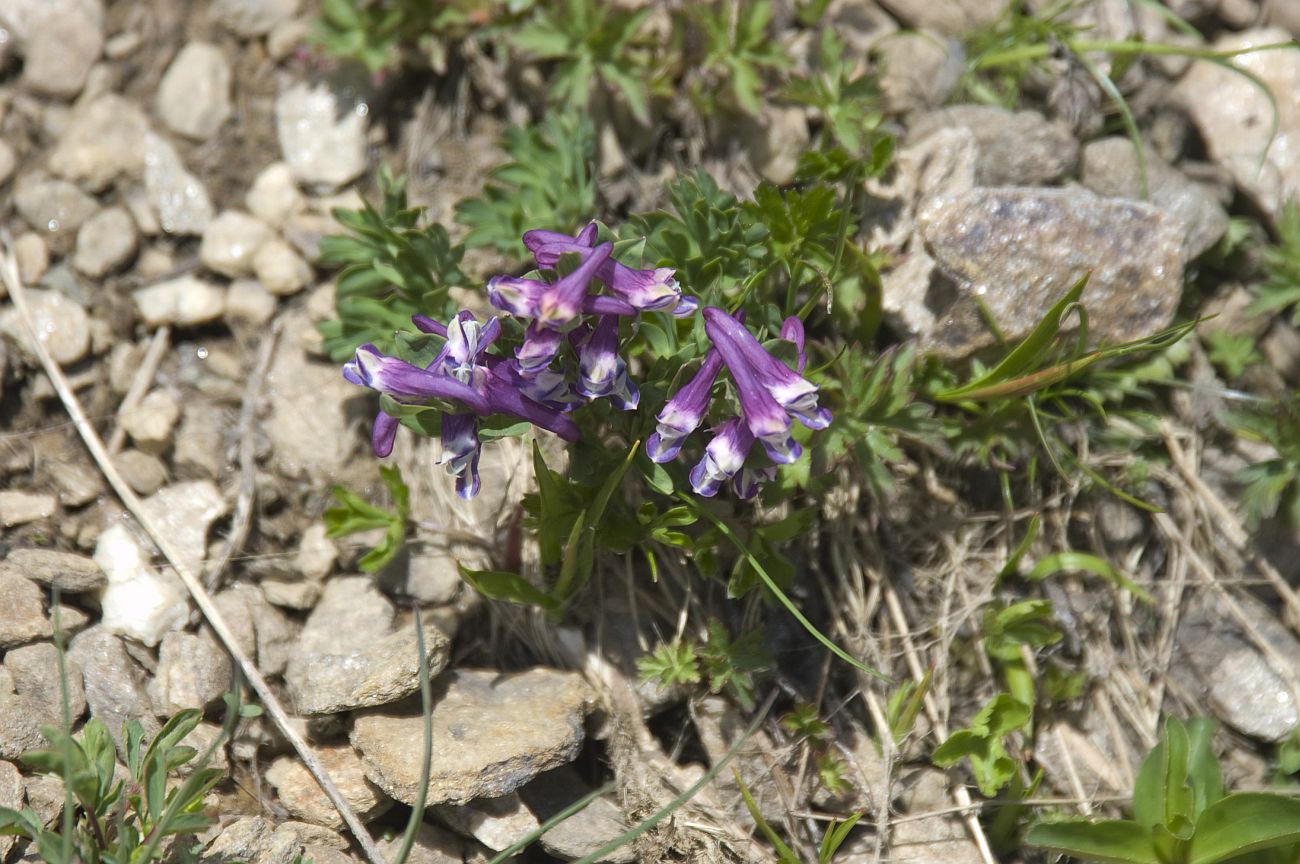 Изображение особи Corydalis conorhiza.