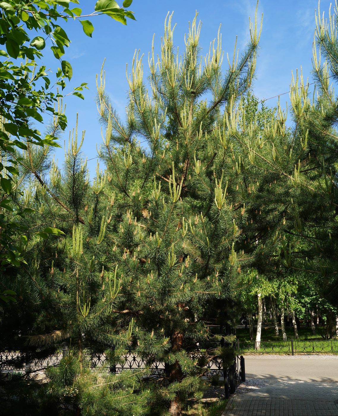 Изображение особи Pinus sylvestris.