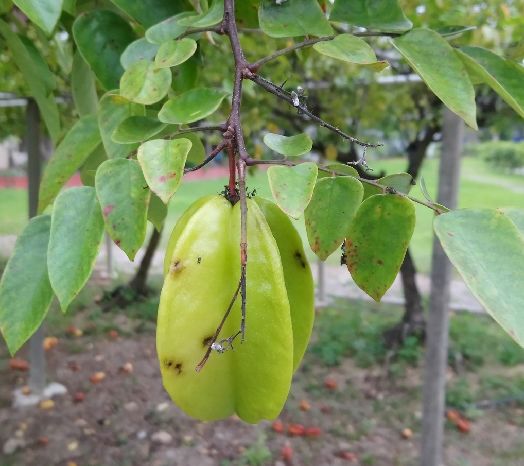 Image of Averrhoa carambola specimen.