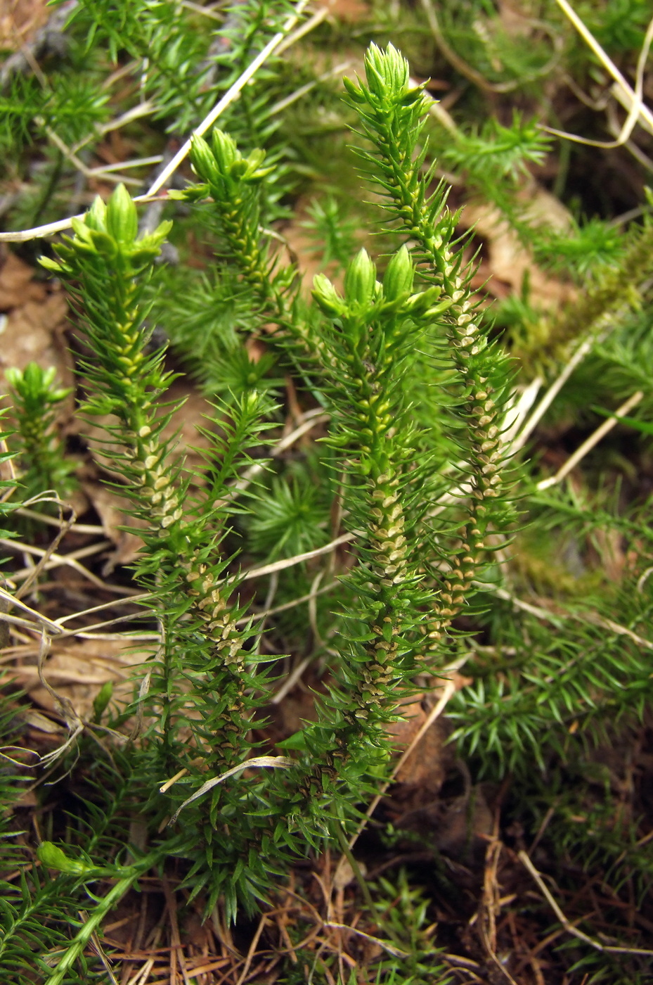 Image of Huperzia selago specimen.