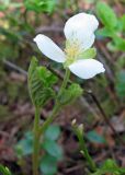 Rubus chamaemorus. Цветок с тремя лепестками. Окрестности Архангельска, болото. 22 мая 2010 г.