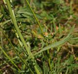 Centaurea orientalis