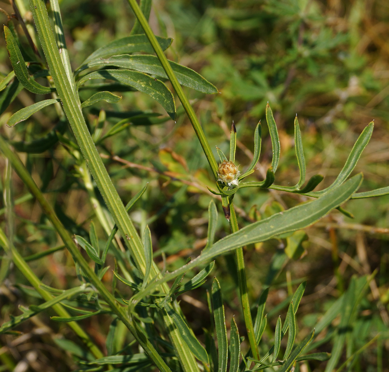 Изображение особи Centaurea orientalis.