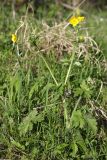 род Ranunculus