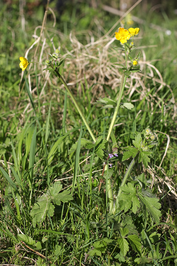 Image of genus Ranunculus specimen.
