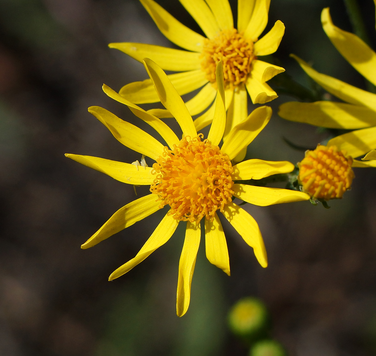 Image of Senecio jacobaea specimen.
