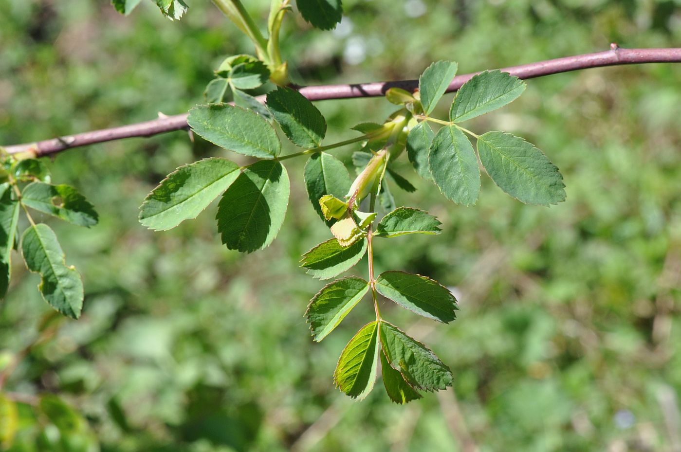 Image of genus Rosa specimen.