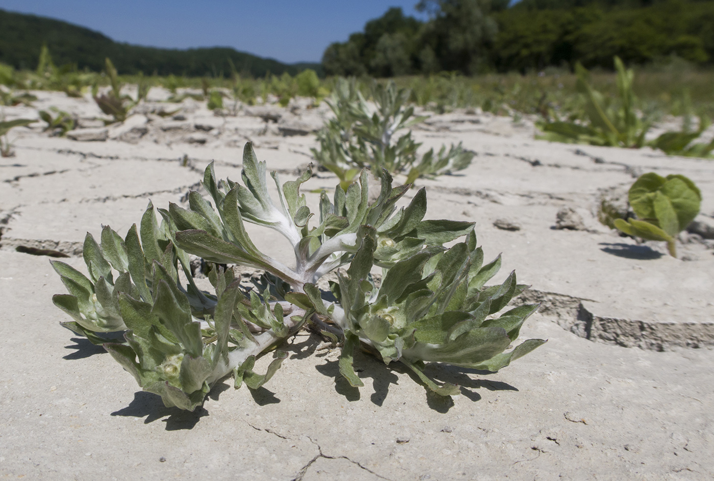 Image of Gnaphalium rossicum specimen.