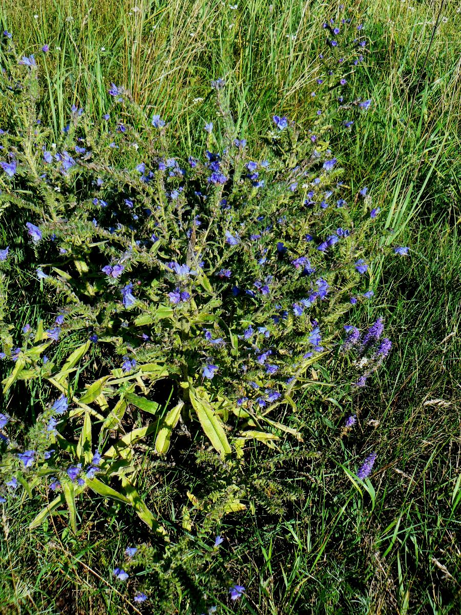 Изображение особи Echium vulgare.