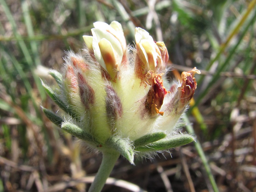 Image of Anthyllis biebersteiniana specimen.