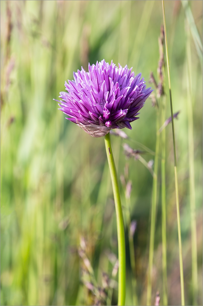 Image of Allium schoenoprasum specimen.