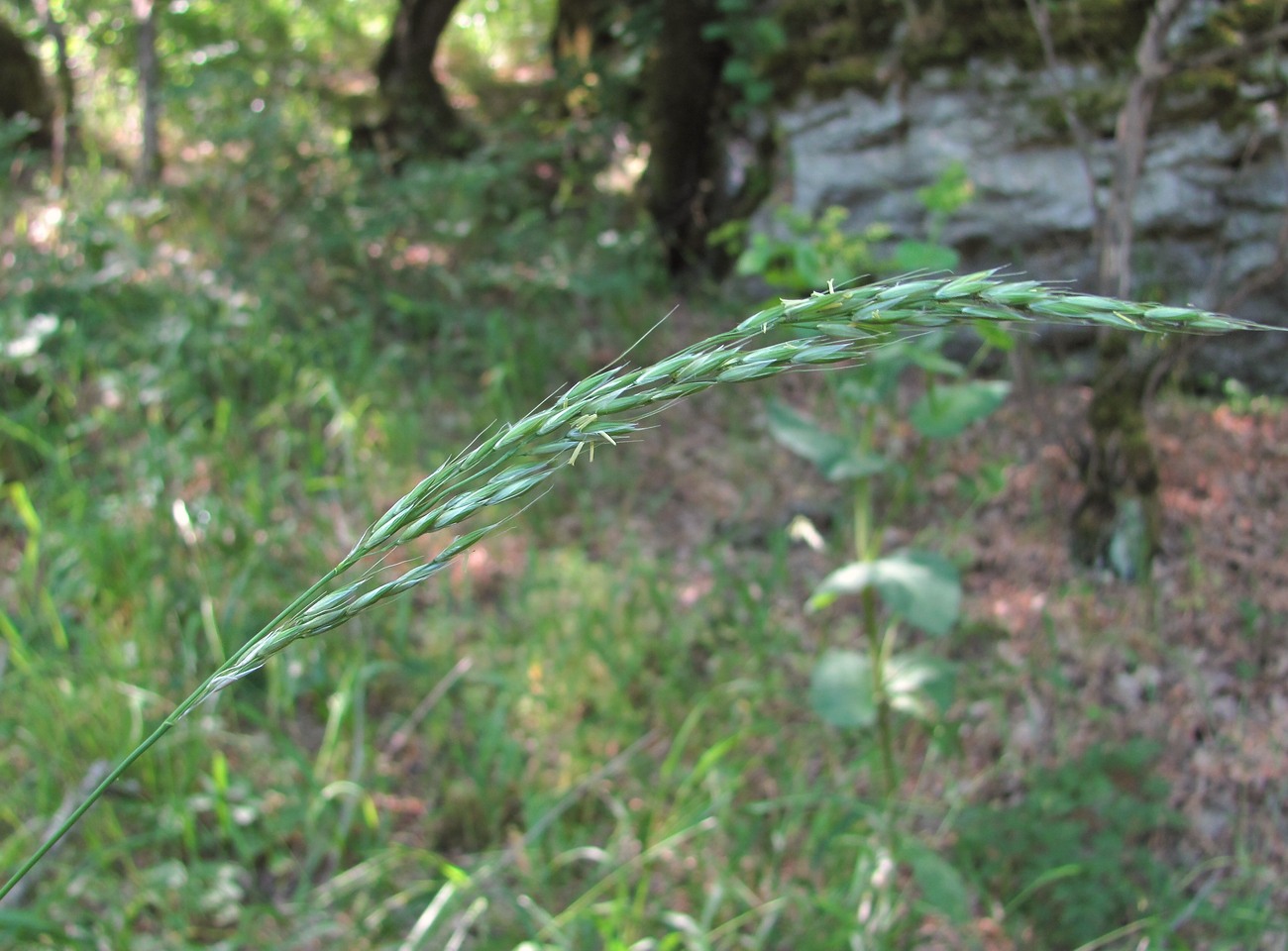 Изображение особи семейство Poaceae.