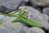 Truellum japonicum