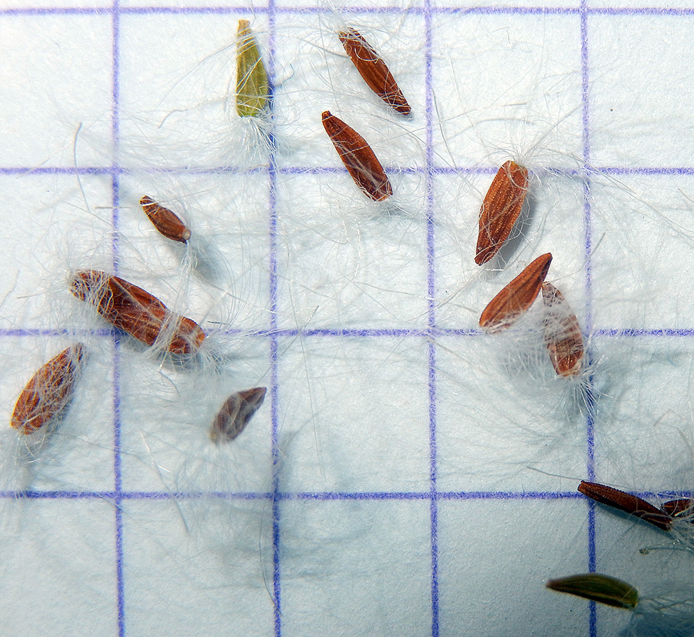 Image of Sonchus asper specimen.