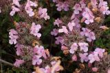 Thymus comptus