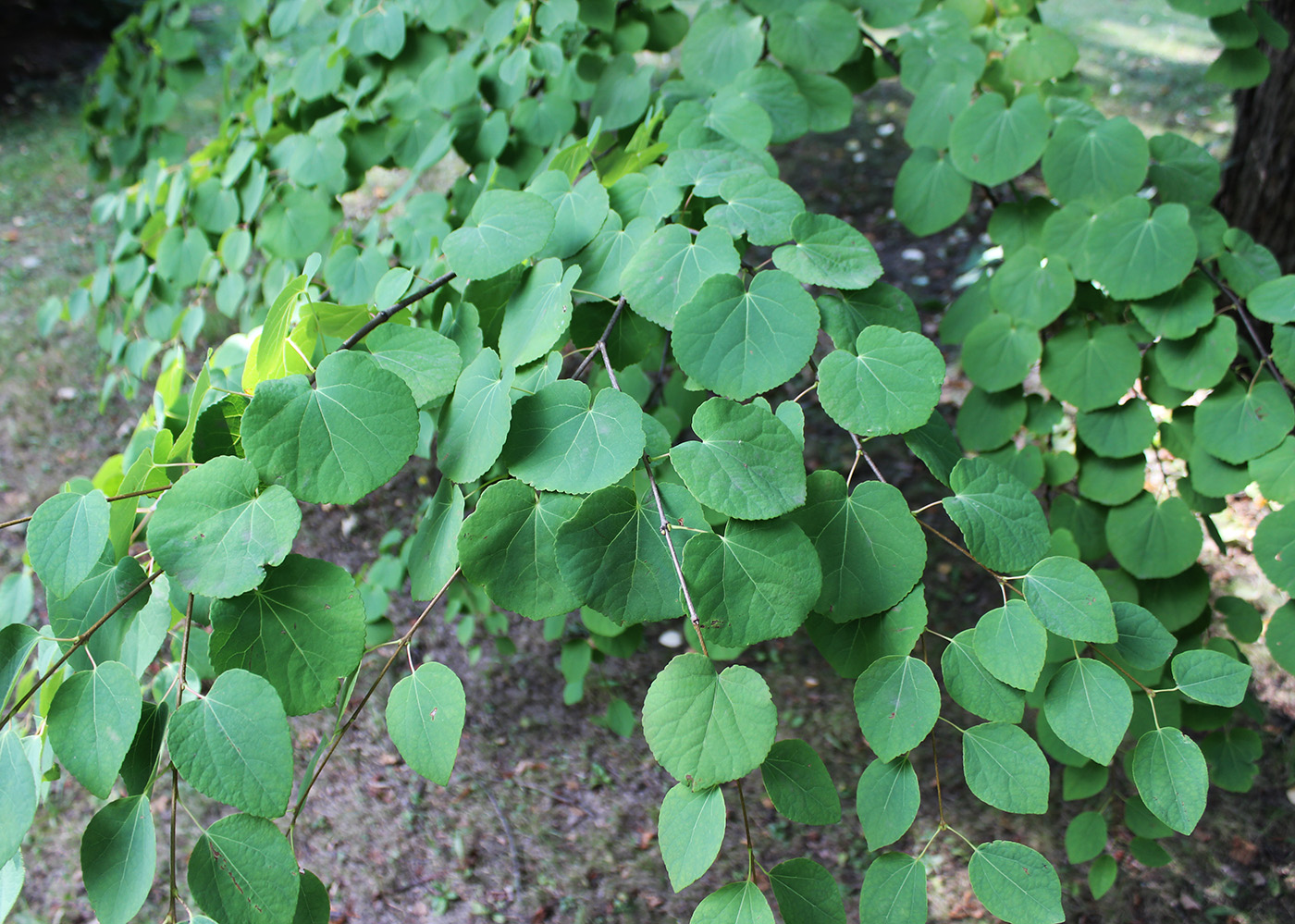 Изображение особи Cercidiphyllum japonicum.