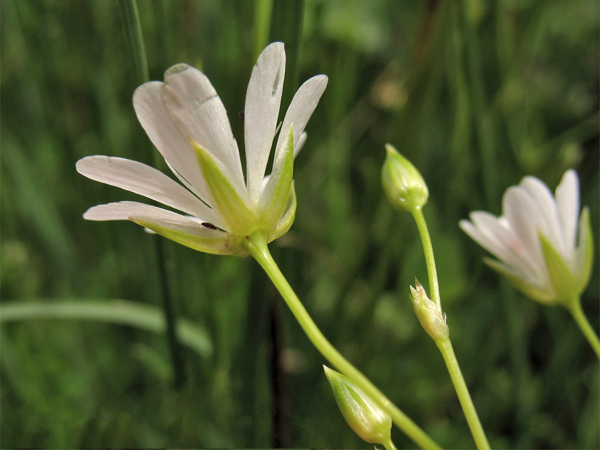 Изображение особи Stellaria palustris.