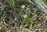 genus Euphrasia