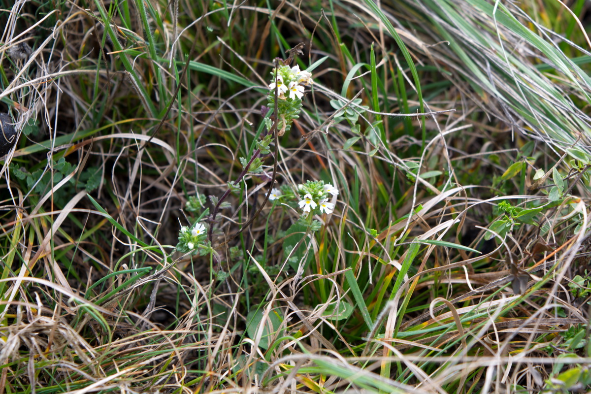 Изображение особи род Euphrasia.