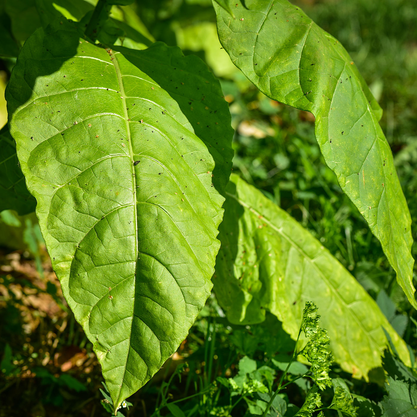 Image of Nicotiana tabacum specimen.
