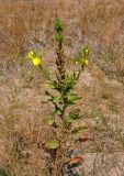 Oenothera biennis. Цветущее и плодоносящее растение. Московская обл., Шатурский р-н, долина р. Поля, залежь. 18.08.2018.