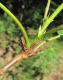 genus Populus. Основание молодого побега. Окр. Архангельска, близ просёлочной дороги. 10.06.2011.