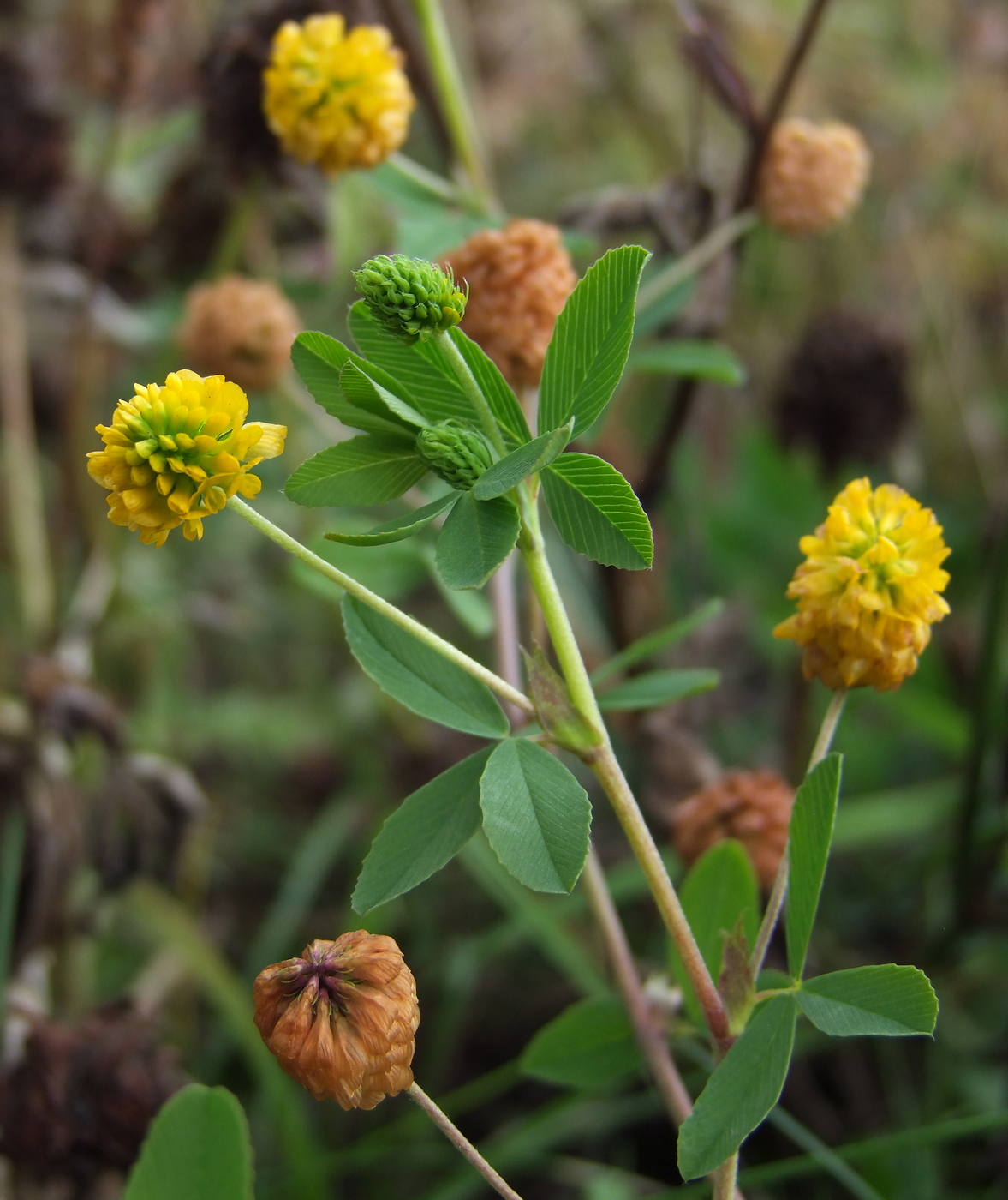 Image of Trifolium aureum specimen.