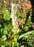 Lagotis minor