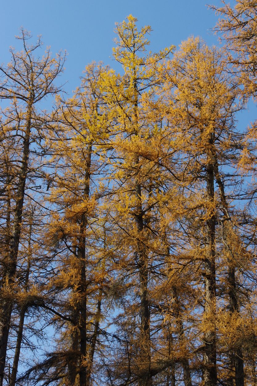 Image of Larix sukaczewii specimen.