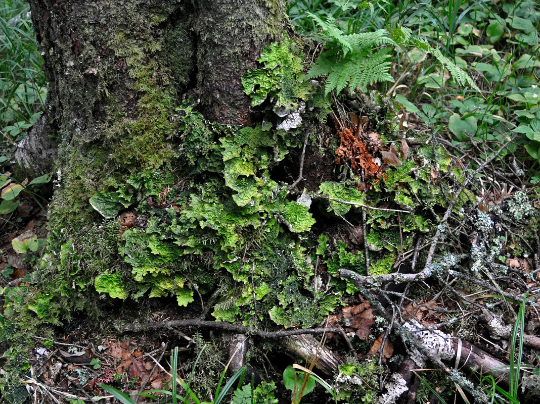 Image of Lobaria linita specimen.