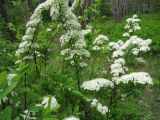 Spiraea media