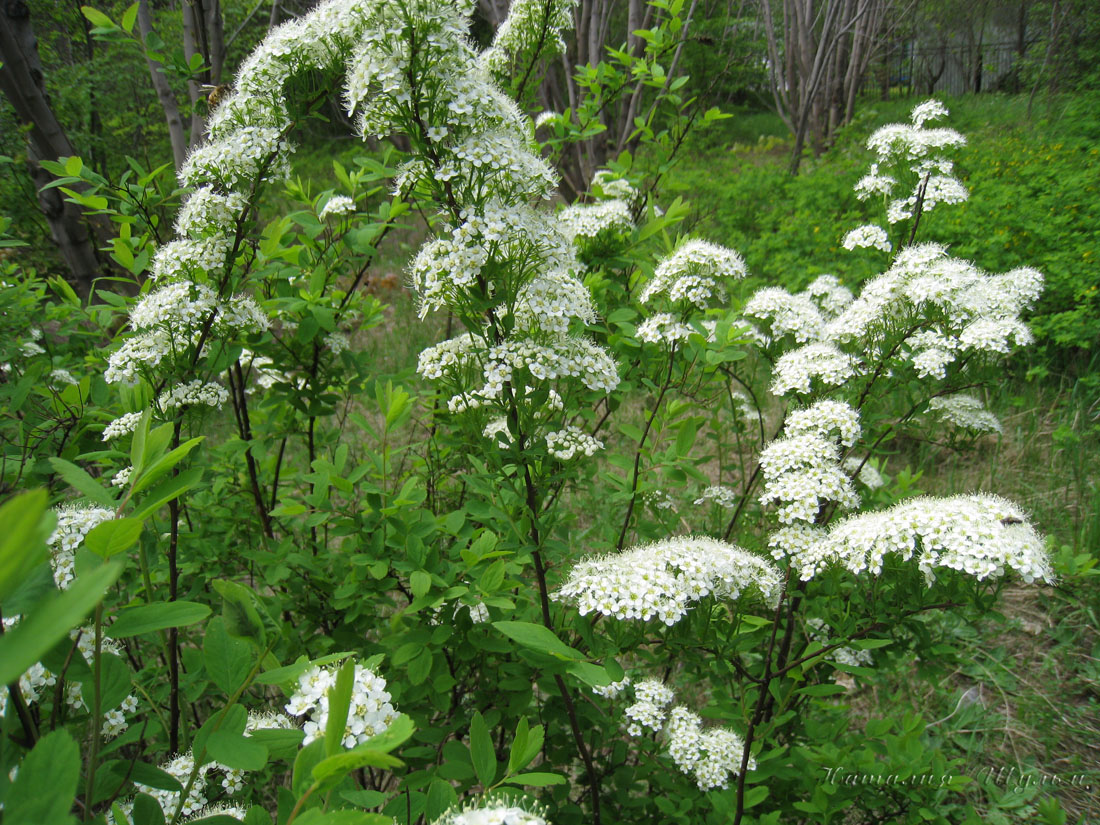 Изображение особи Spiraea media.