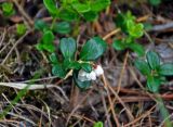 Vaccinium vitis-idaea