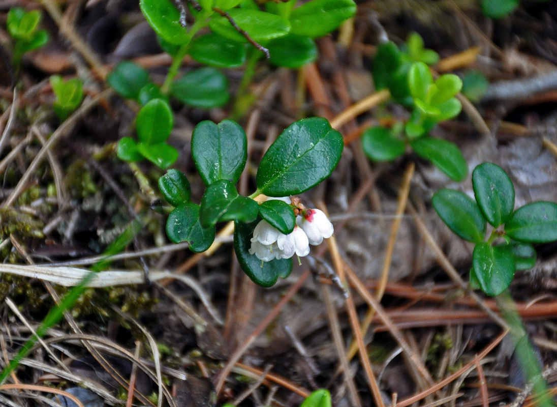 Image of Vaccinium vitis-idaea specimen.