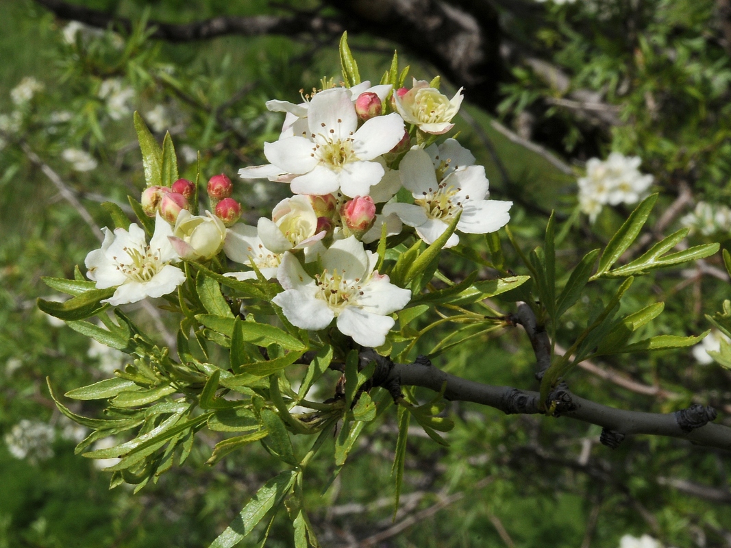 Изображение особи Pyrus regelii.