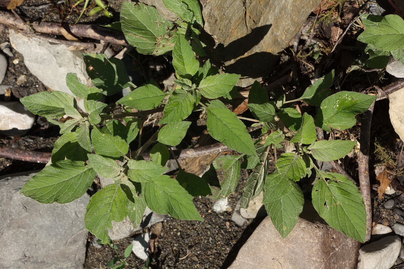 Изображение особи род Amaranthus.