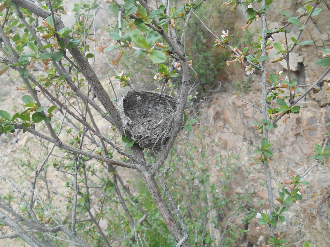 Image of Cerasus verrucosa specimen.