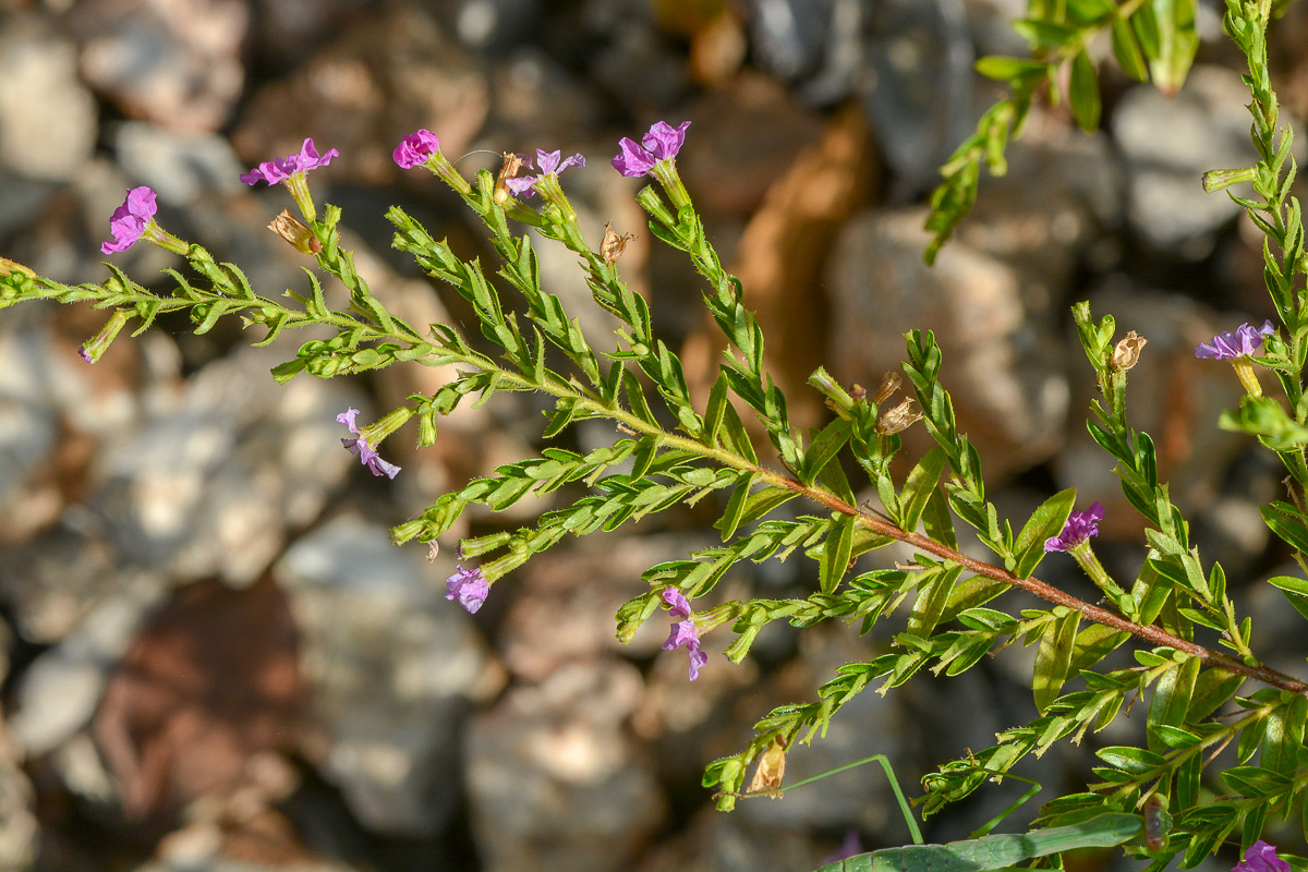 Изображение особи Cuphea hyssopifolia.