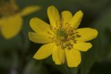 Anemone ranunculoides