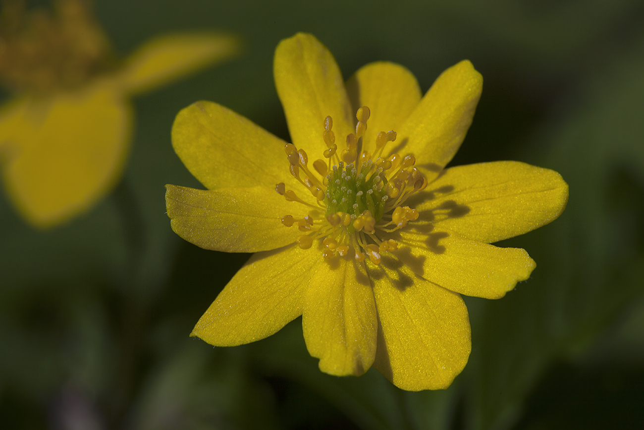 Image of Anemone ranunculoides specimen.