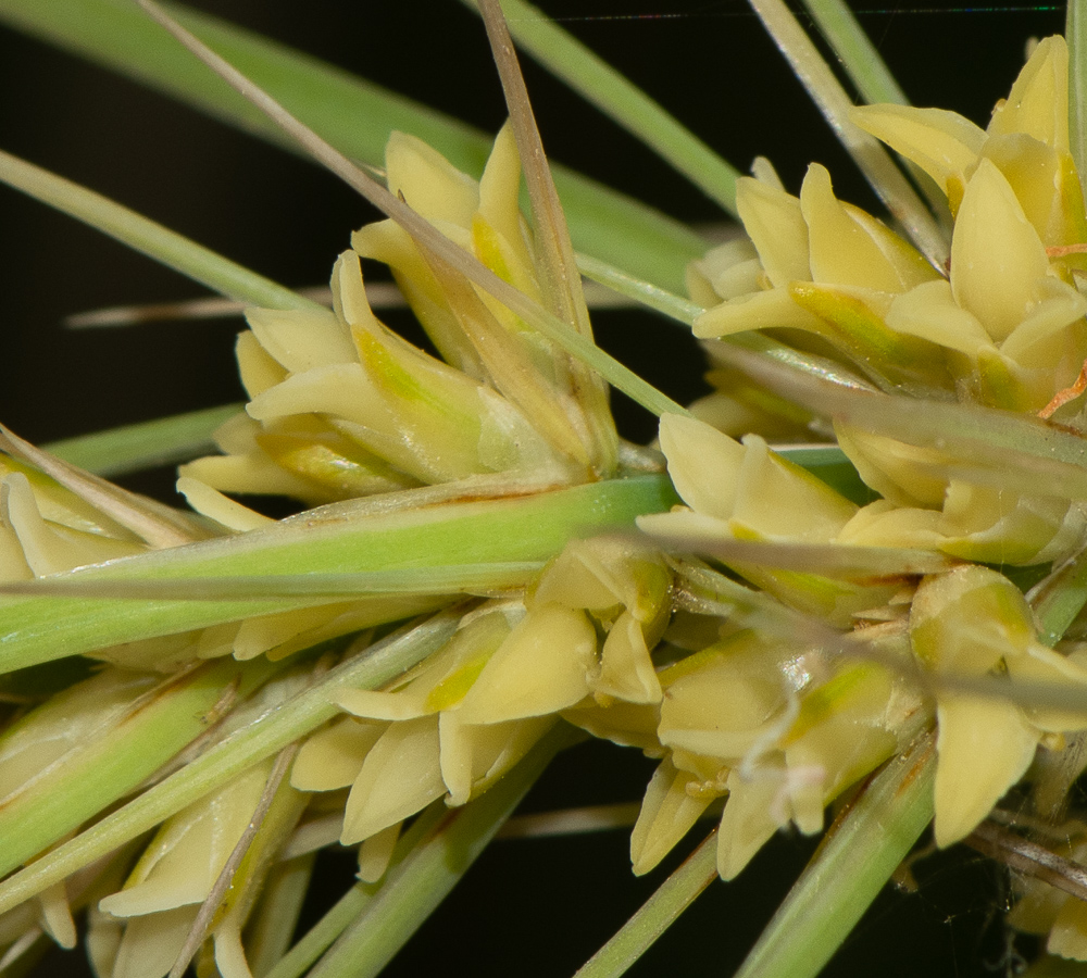 Image of Lomandra longifolia specimen.