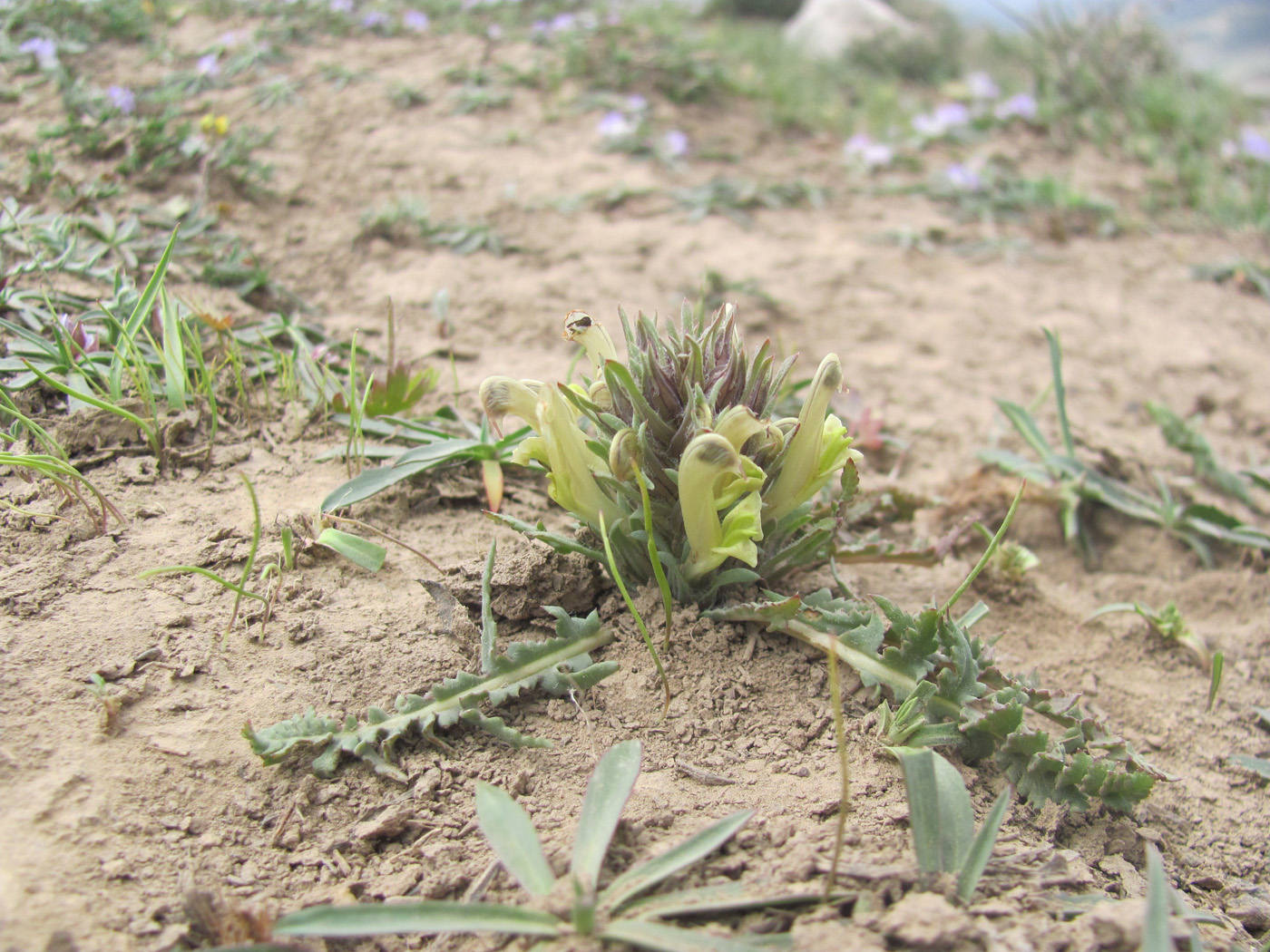 Изображение особи Pedicularis sarawschanica.