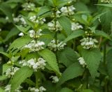 Lamium album