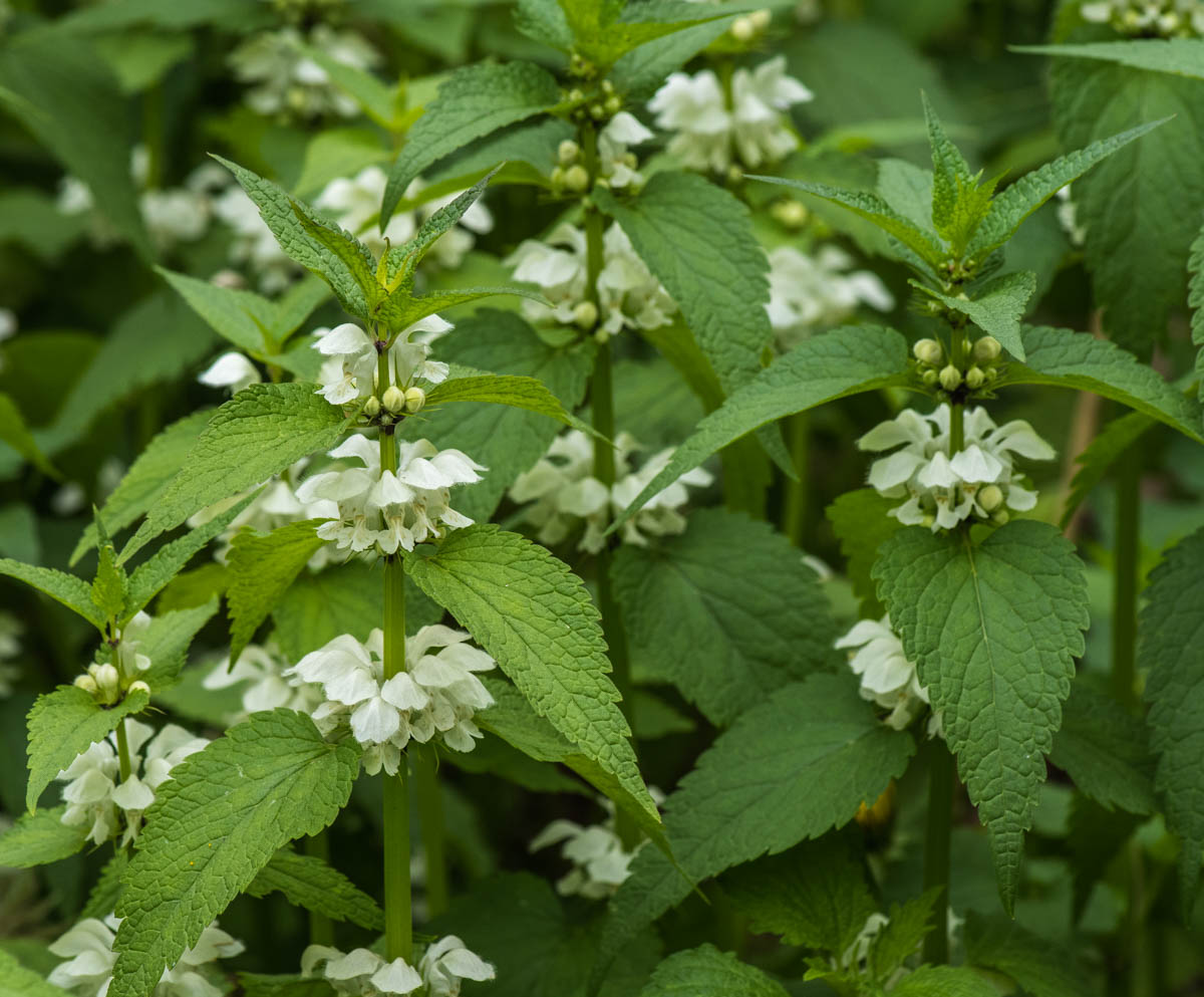 Image of Lamium album specimen.