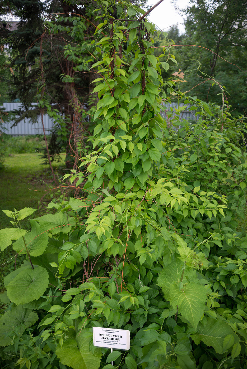 Image of Celastrus scandens specimen.