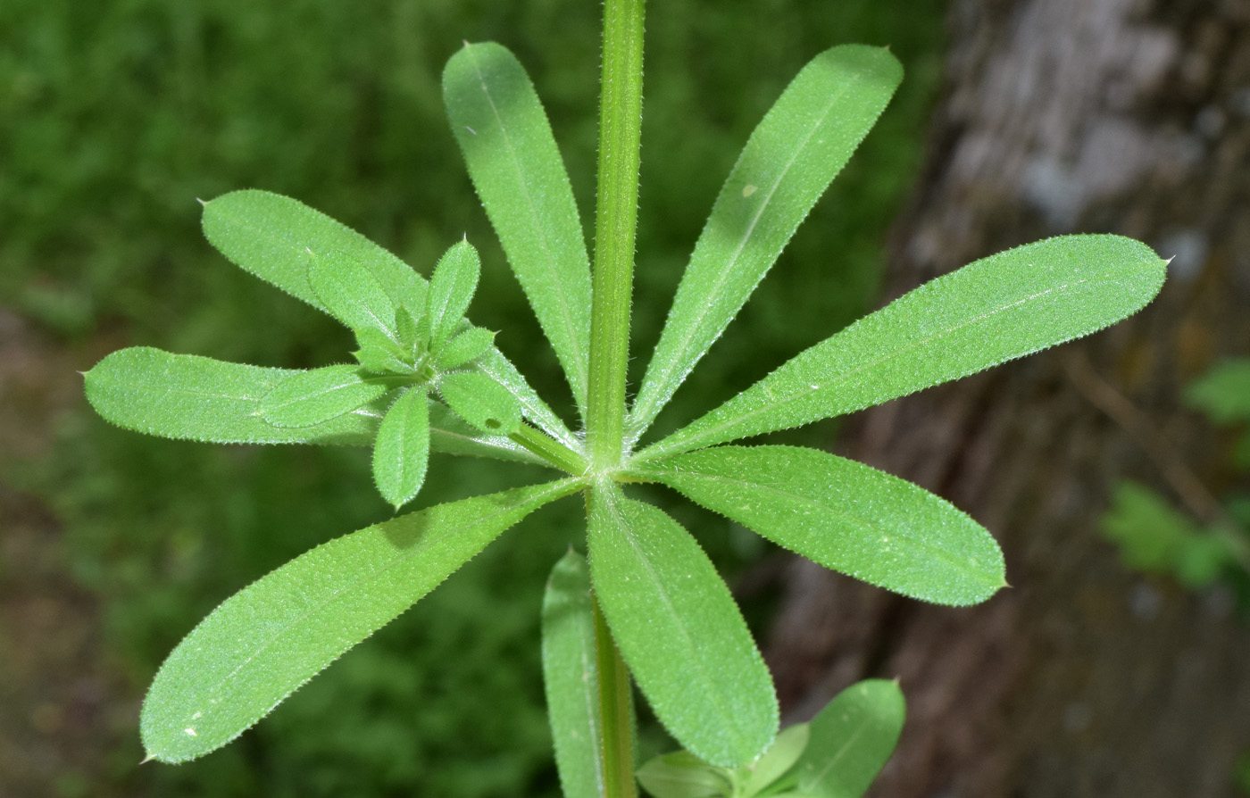 Изображение особи Galium aparine.