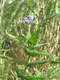 Veronica jacquinii