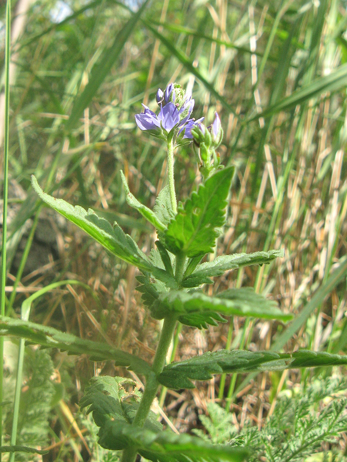 Image of Veronica jacquinii specimen.