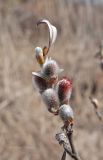 Salix helvetica