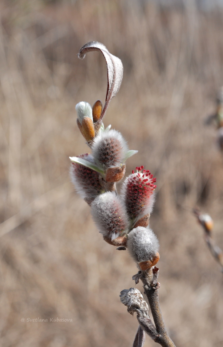 Image of Salix helvetica specimen.